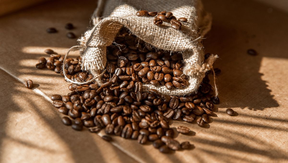 咖啡豆種類全攻略｜從阿拉比卡到台灣在地豆，喝懂每一口風味！