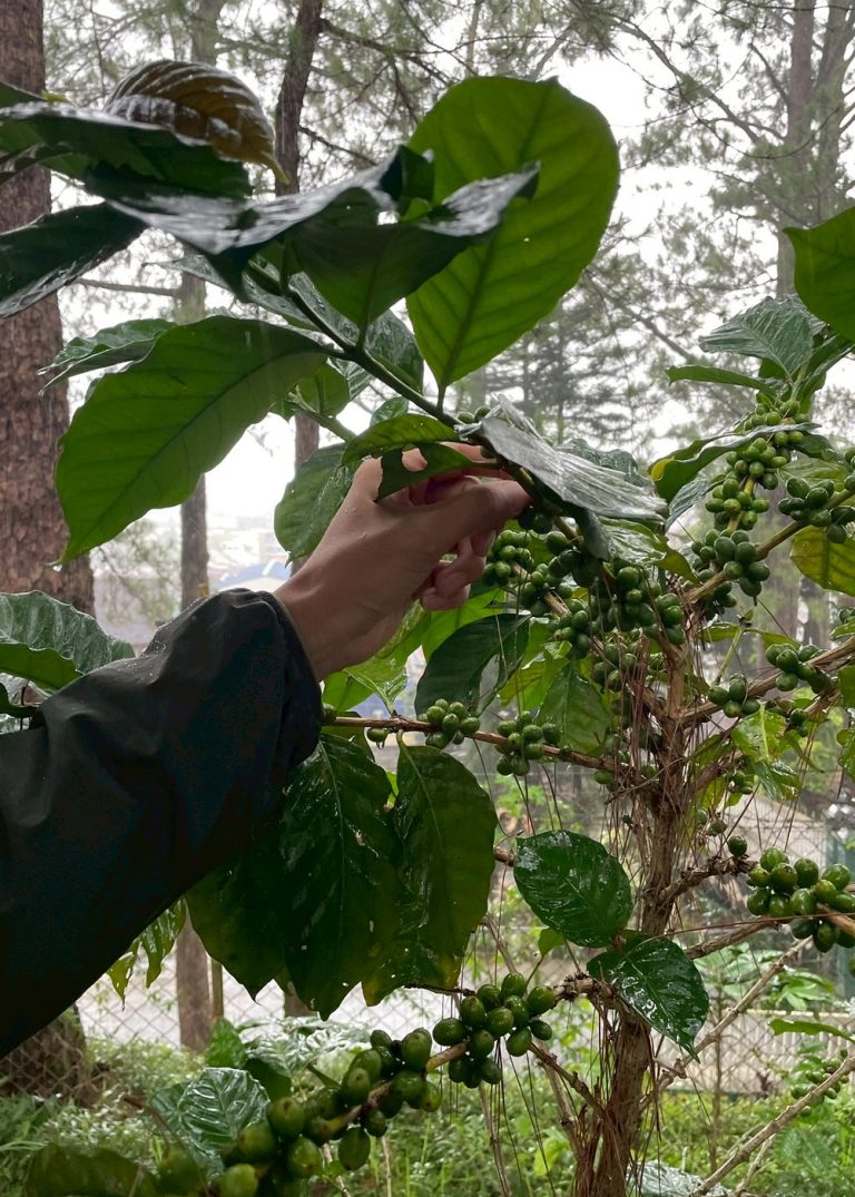 菲律賓咖啡農場綠色咖啡果實