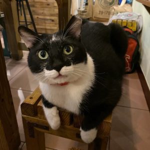 店貓