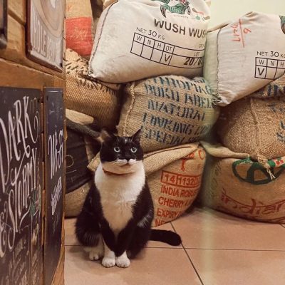 cat